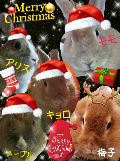 ウサギ達の似顔絵♪ｅｍｉｍａｍａさんありがとう☆