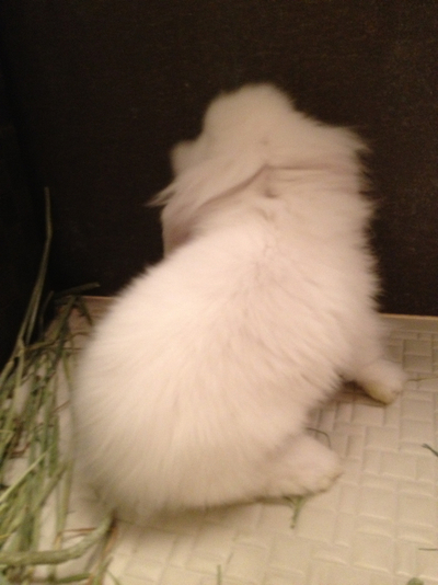 新たな新メンバー！！