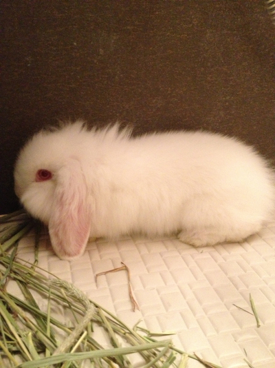 新たな新メンバー！！