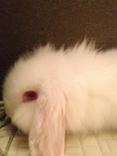 新たな新メンバー！！