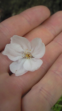 桜を見る度に 2010/04/15 06:15:23