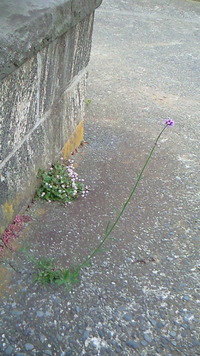 戦国の世も、今の世も 2010/05/29 06:32:55