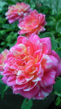 バラが咲きました(*^_^*) 2010/07/21 07:40:24