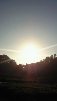 ツクツクボウシ(^-^) 2010/09/01 07:58:10