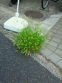 草花のように(*^_^*) 2010/09/11 21:42:18