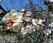 榛名の梅 2011/04/29 08:33:59