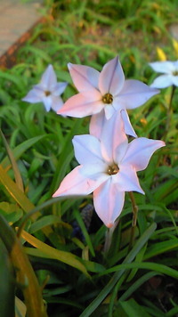 足元から 2011/03/30 07:44:50