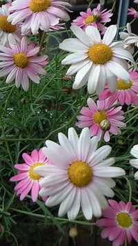 写真のもつ可能性(*^_^*) 2011/04/13 07:48:04