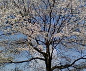 榛名の桜 2011/04/29 08:37:56