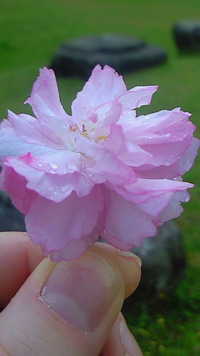 一輪の花 2011/06/01 07:47:53