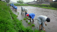 田植えo(^∇ ^o)(o^∇^)o 2011/05/30 08:14:04