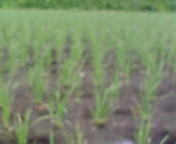 分結している苗♪榛名だより♪ 2011/06/25 18:56:42