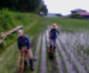 田んぼの草取り♪榛名だより(*^_^ *) 2011/06/27 20:26:50