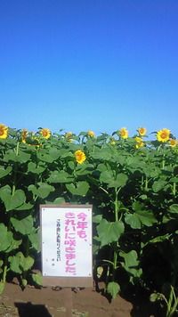 今年もキレイに咲きましたヾ(=^ ▽^=)ノ 2011/07/10 08:35:19