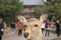 鹿と大仏と東大寺o(^ ∇^o)(o^∇ ^)o 2011/01/09 05:12:52