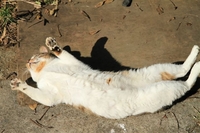 島ねこちゃん☆ヽ( ▽⌒*) 2010/12/07 07:37:15