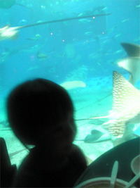 美ら海水族館で落とし物・・・。でも拾わないでほしいです