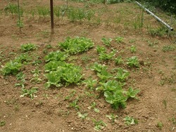 お野菜さんがんばってます♪