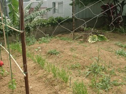 お野菜さんがんばってます♪