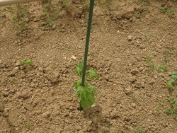 お野菜さんがんばってます♪