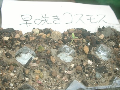 早咲きコスモス＆ポンポン百日草
