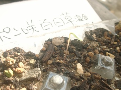 早咲きコスモス＆ポンポン百日草
