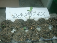 コスモス＆百日草