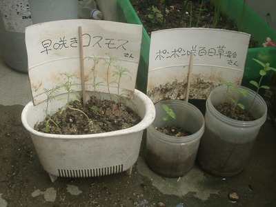 お花さん達ごめんなさい（＞＜）