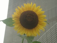 家族の健康