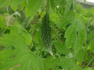 知花ハルサ～熟