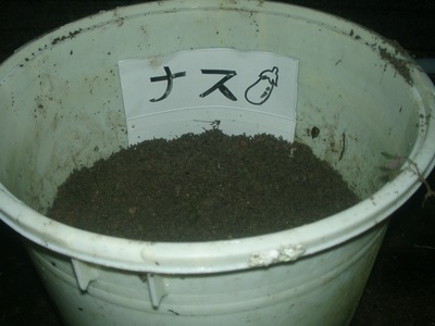 茄子＆唐辛子の種付け