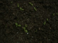 ちりめんちしゃ 2010/07/01 06:58:55