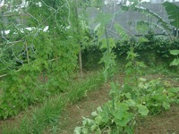 知花ハルサ～熟 2010/07/03 22:16:23