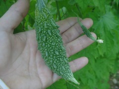 知花ハルサ～熟