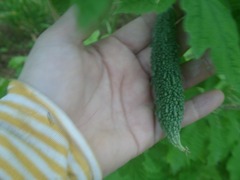 知花ハルサ～熟