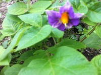 ジャガイモの花♪ 2011/01/31 18:29:25