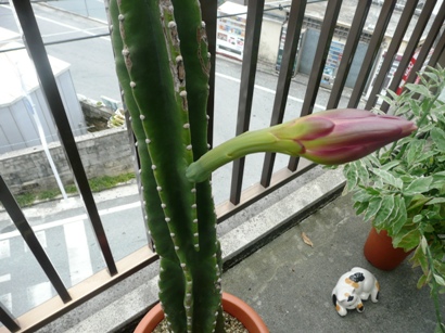サボテンの花
