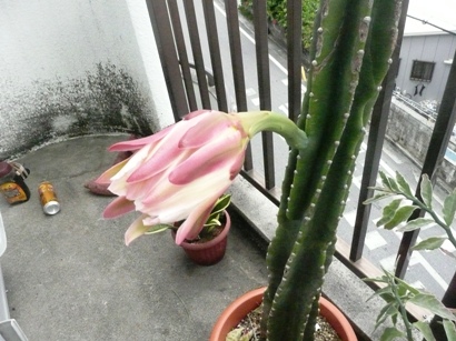 サボテンの花