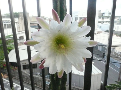 サボテンの花