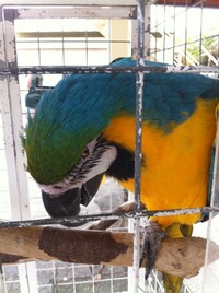 【うるま】　ズケラン養鶏場　ミニミニ動物園 2011/04/21 16:00:00