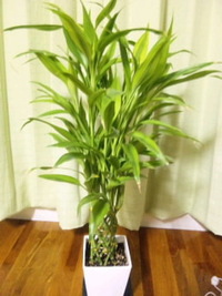 植え替え♪