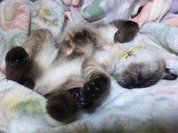 激写♪