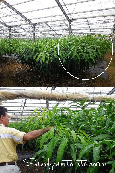 新梢の伸び方で、樹勢が分かる！！！