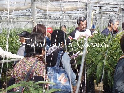 沖縄マンゴーを支える会員による視察研修会　　　　　　　　