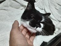年寄り猫たち