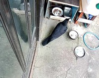 カラスの勝手