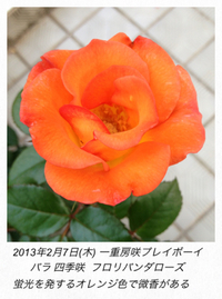 バラ四季咲②