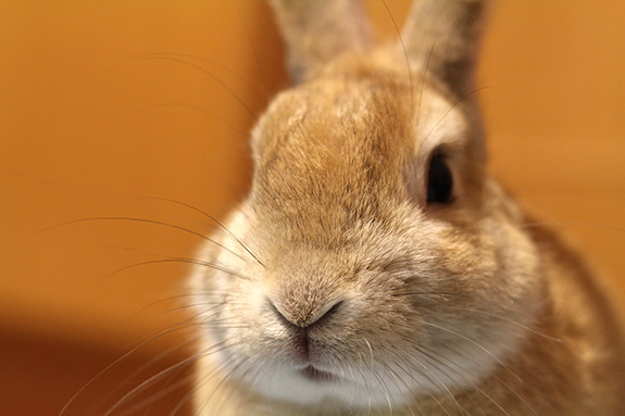 うさぎ 再び友人の飼っているネザーランドドワーフ むぎ太 のかわいい姿を撮影してみた 写真 いきもの わくわく ｄ ブロ 沖縄から台風情報 お店情報 出来事 写真をおおくりします