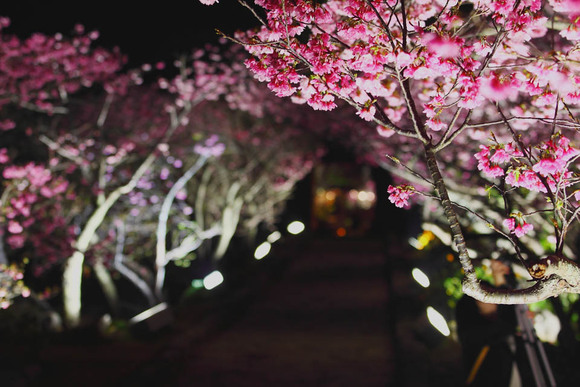 日本で一番早い開花 沖縄桜まつりまとめ てぃーだニュース