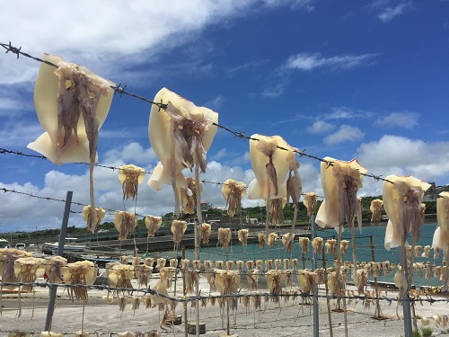 風物詩 奥武島にて沖縄の夏を知らせる イカの天日干し が見られるかも てぃーだニュース